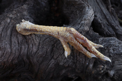 Dry Preserved Chicken Foot
