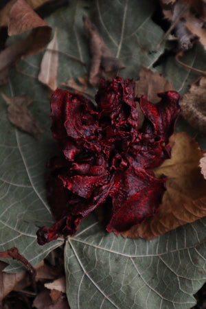 Dry Preserved Red Fox Lungs