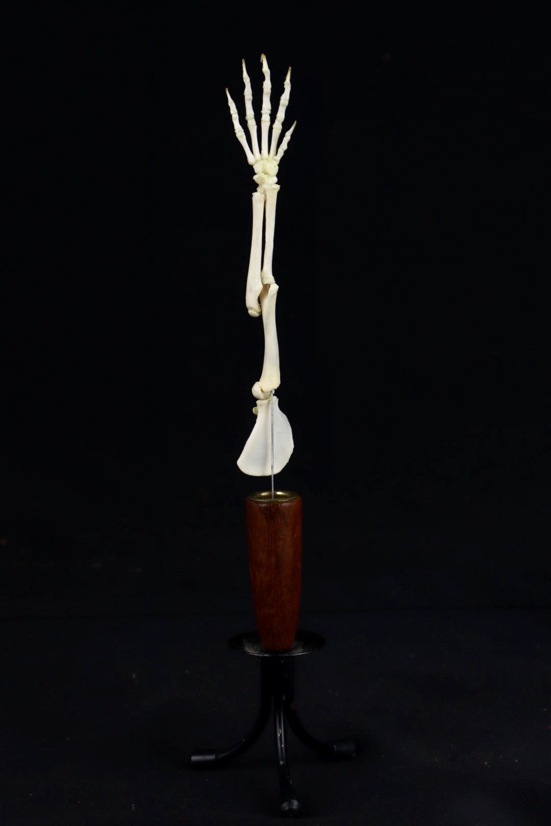 Domestic Kitten Arm Articulation