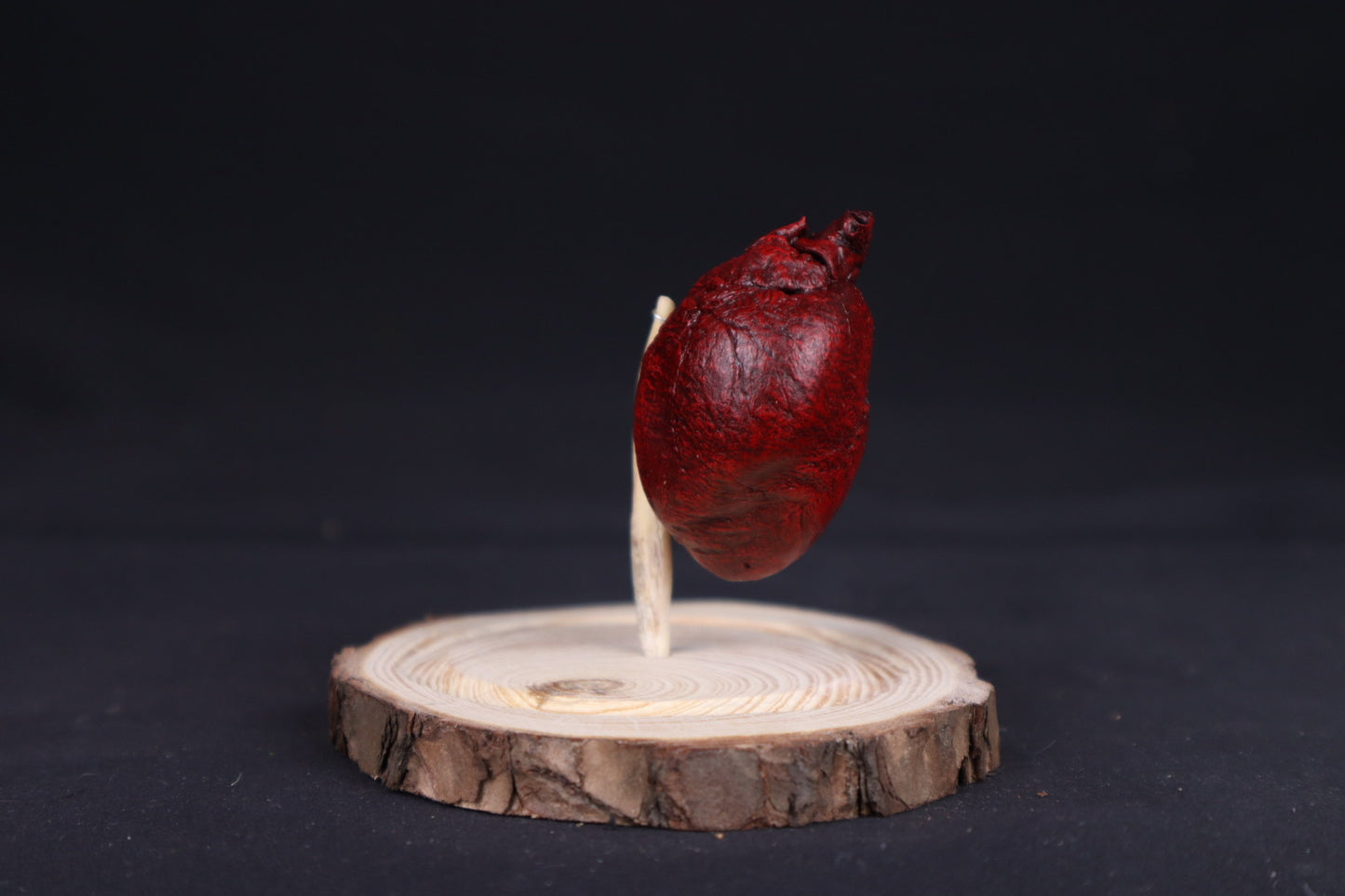 Reserved for Sam - Dry Preserved Red Fox Heart in Glass Dome