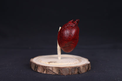 Reserved for Sam - Dry Preserved Red Fox Heart in Glass Dome