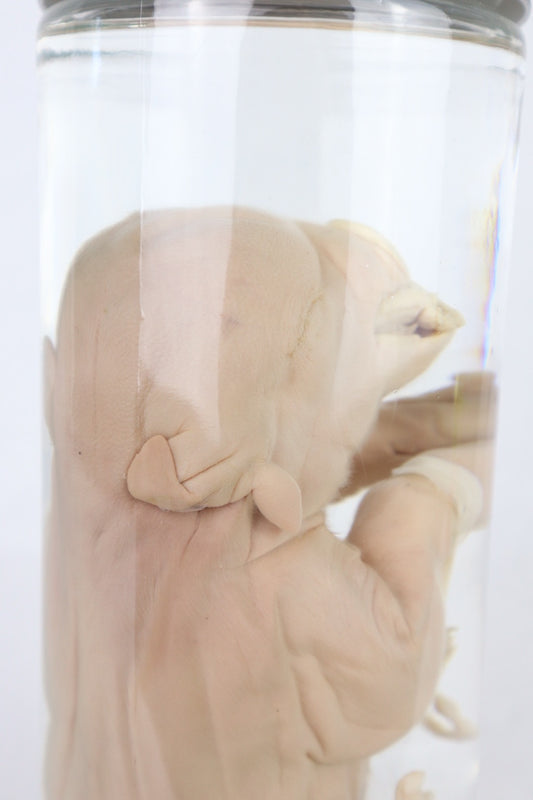 Wet Specimen Piglet with Congenital Disorders