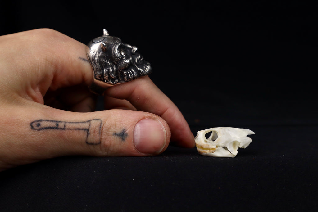 Red Eared Slider Skull