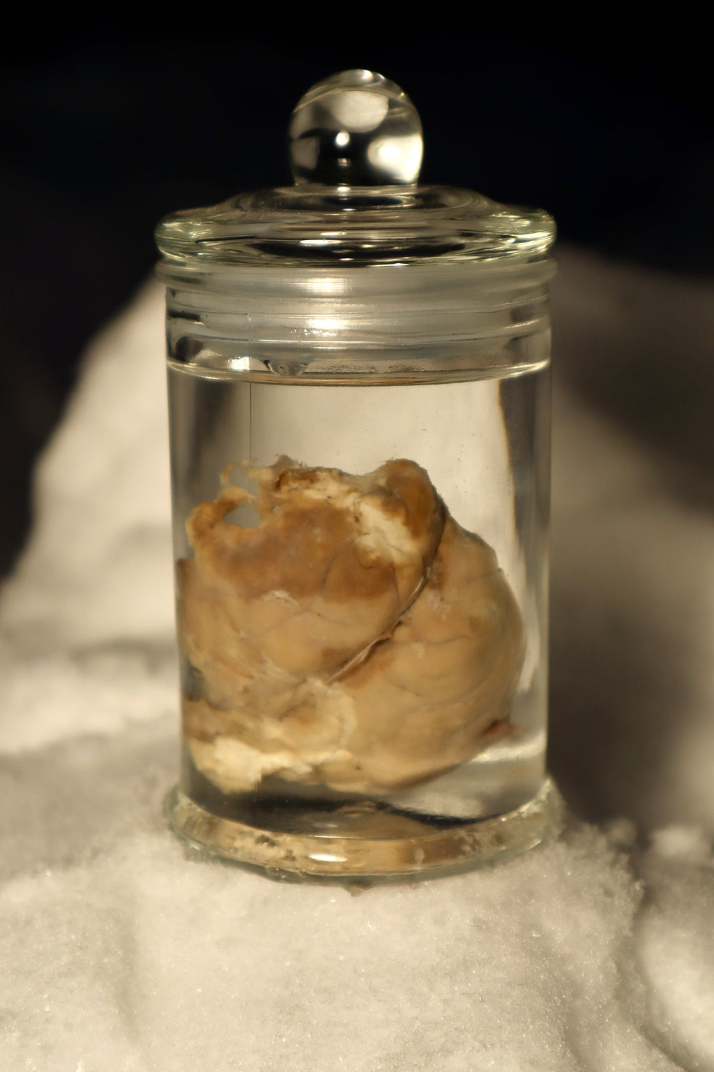 Reserved for Asher - Wet Specimen Red Fox Brain