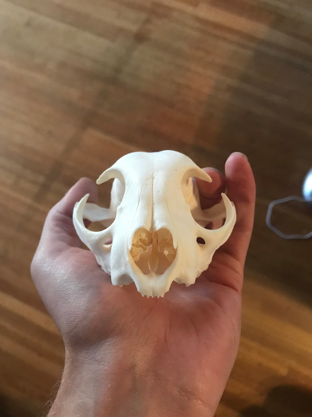 Reserved for Ayyydriann - Craft Bobcat Skull