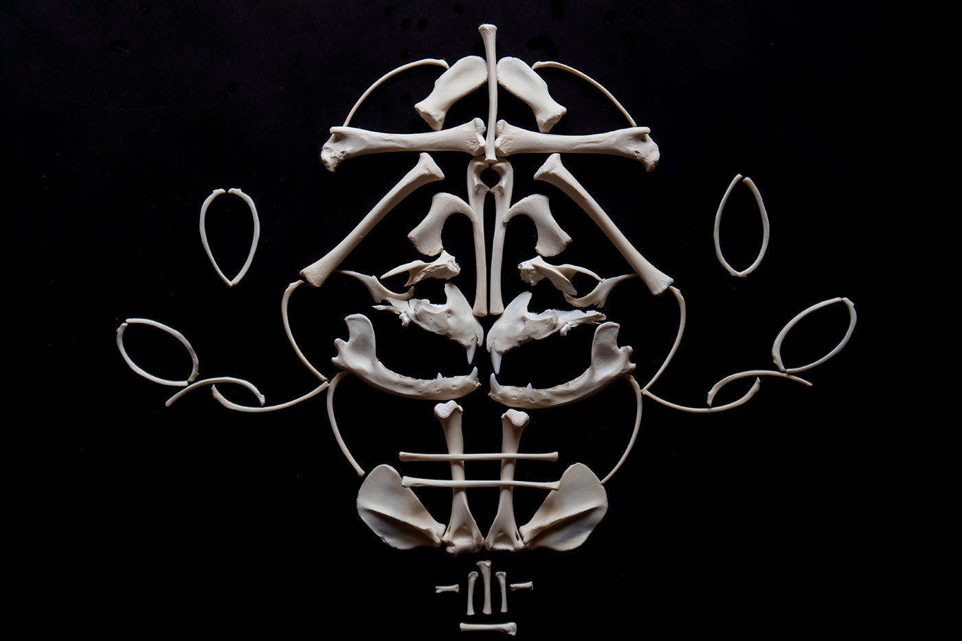 Craft Juvenile Raccoon Skeleton Lot