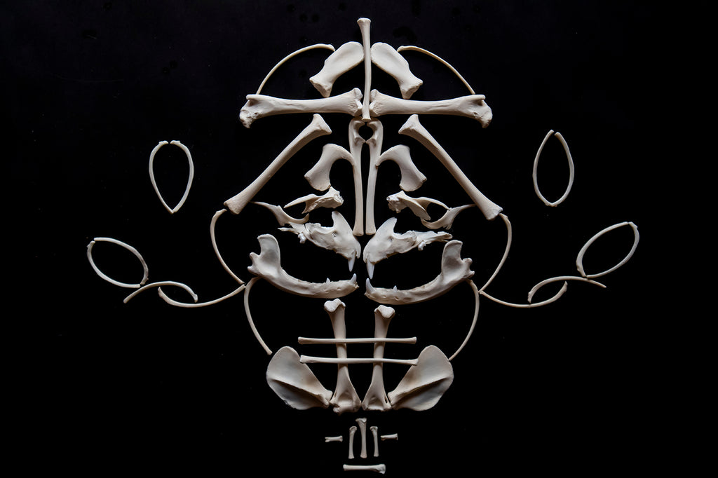 Craft Juvenile Raccoon Skeleton Lot