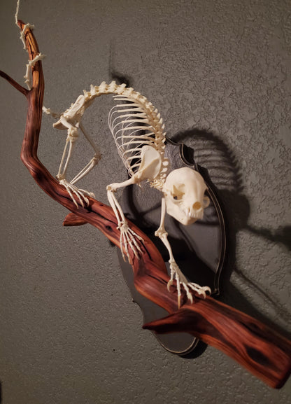 Kinkajou Articulation