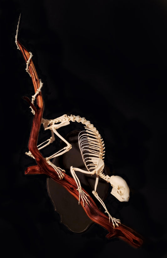 Kinkajou Articulation