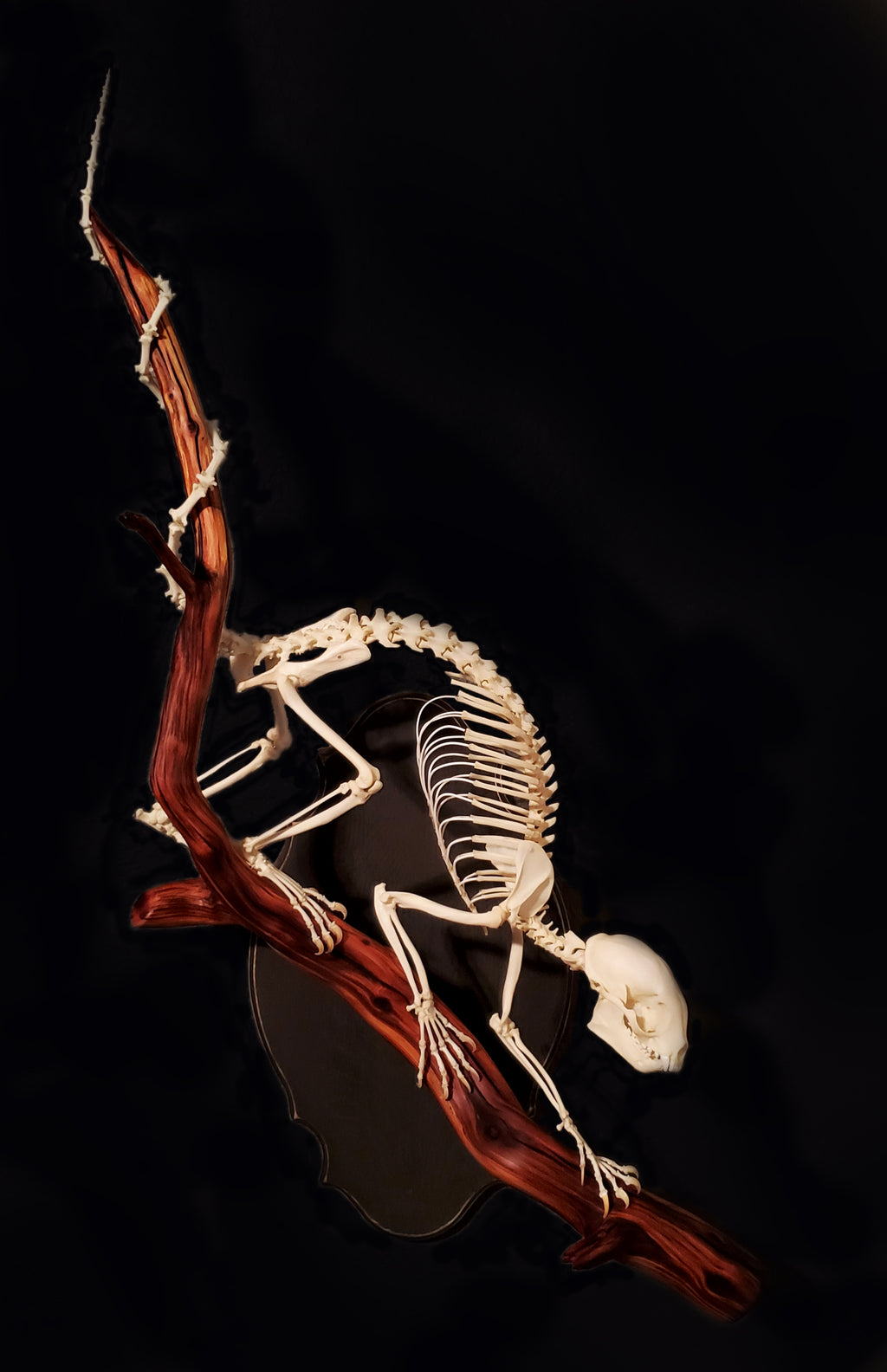 Kinkajou Articulation