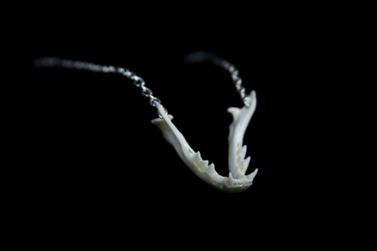 Kitten Mandible Necklace