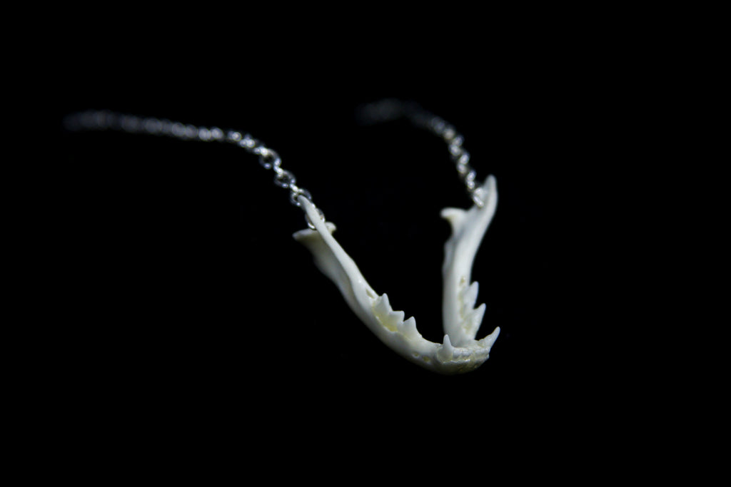 Kitten Mandible Necklace