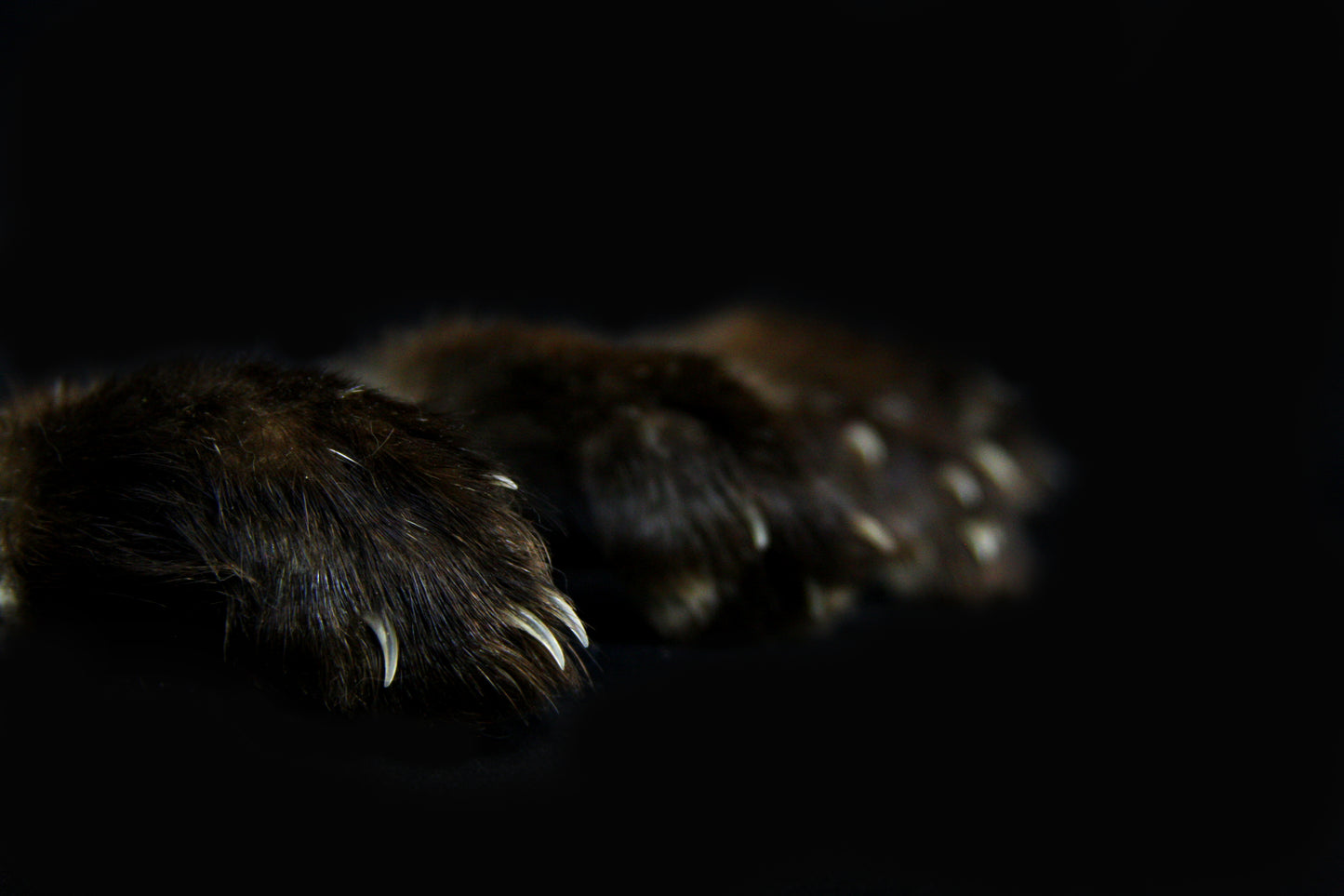 Marten Paws
