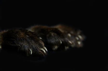Marten Paws