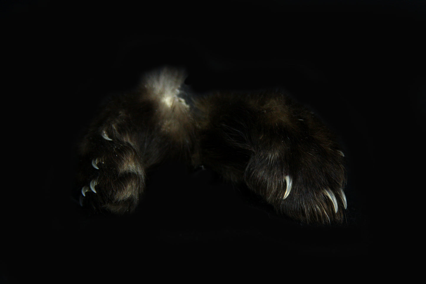 Marten Paws