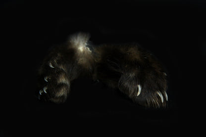 Marten Paws