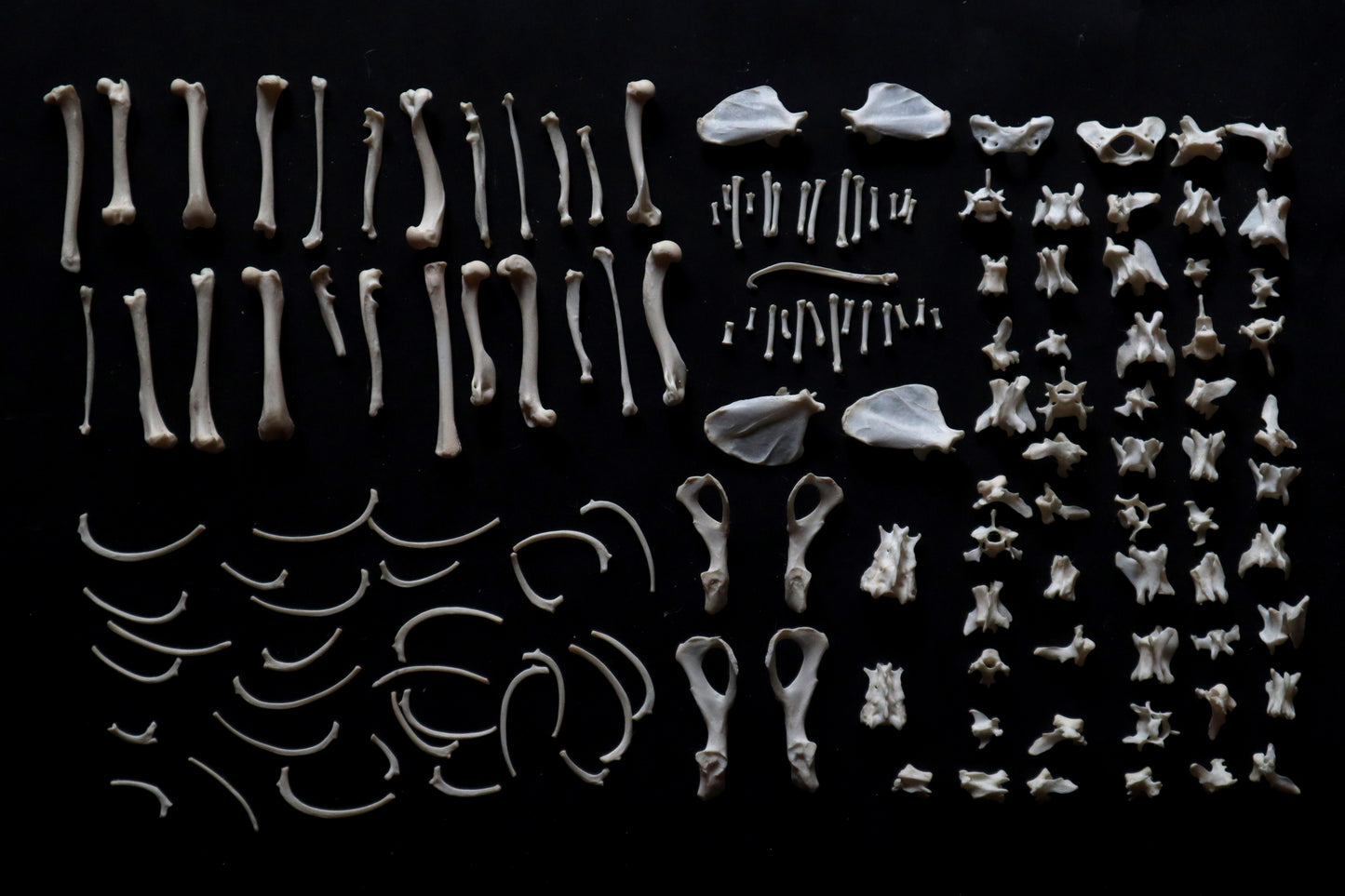Craft Mink Bone Lot