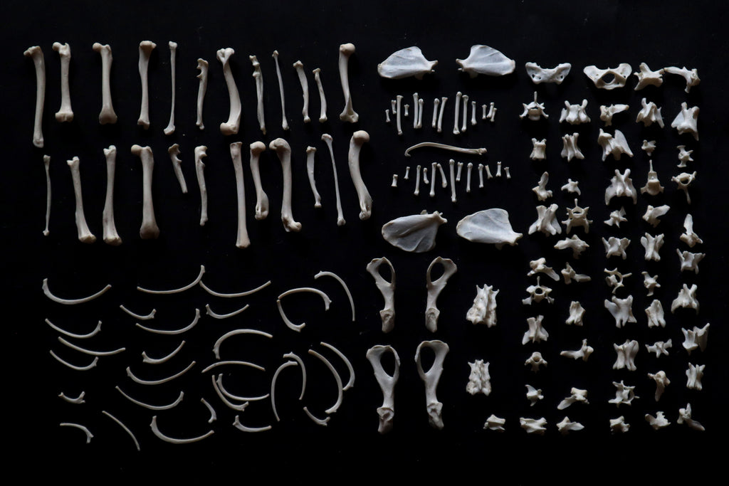Craft Mink Bone Lot
