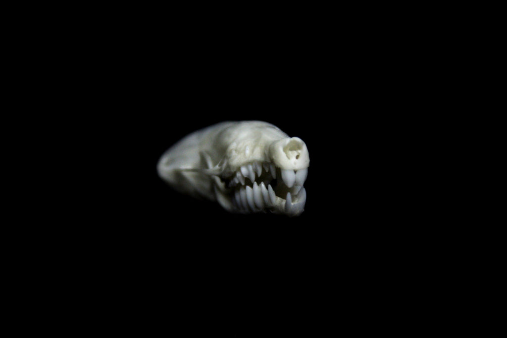 Mole Skull