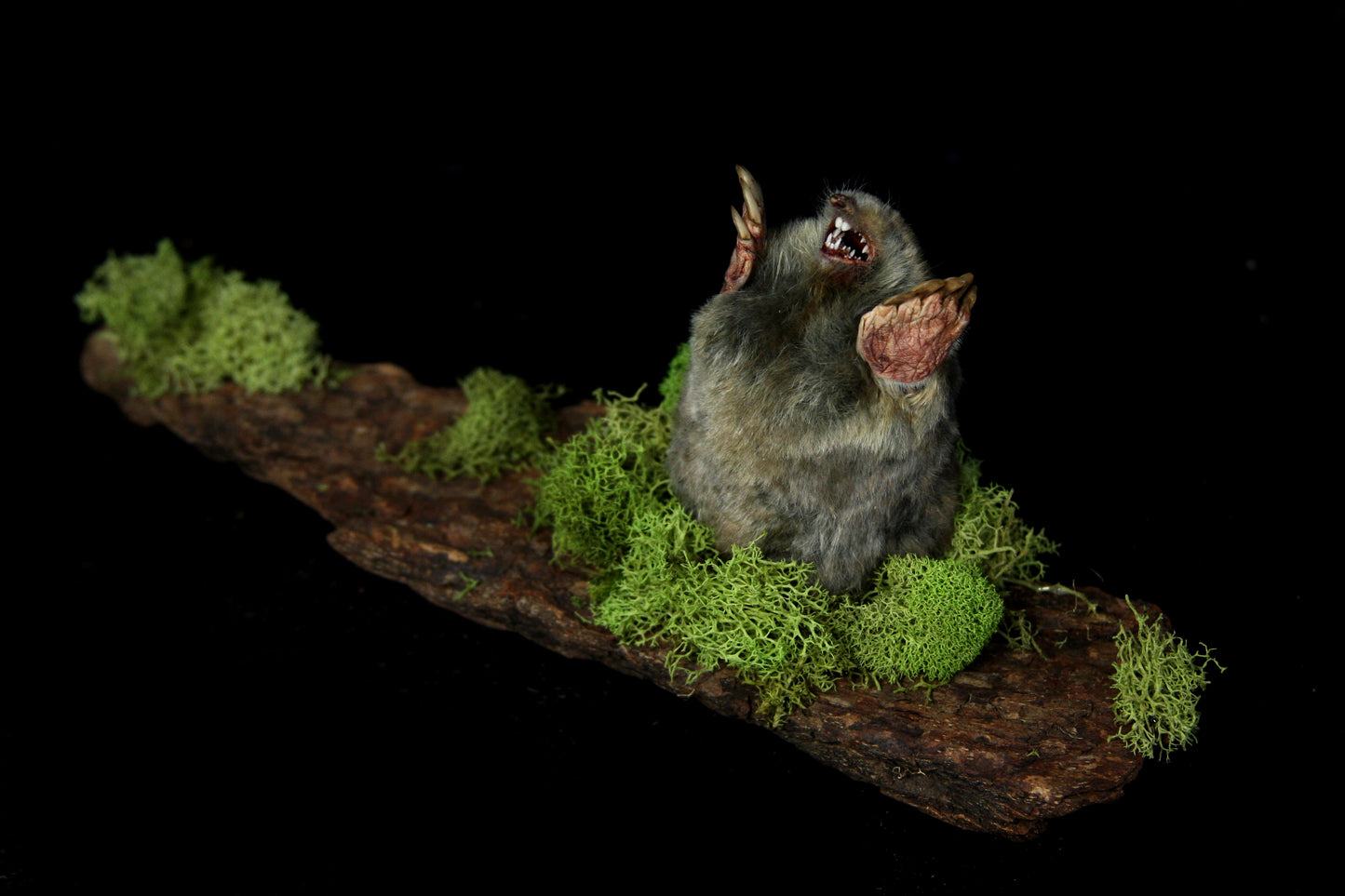 Taxidermy Mole
