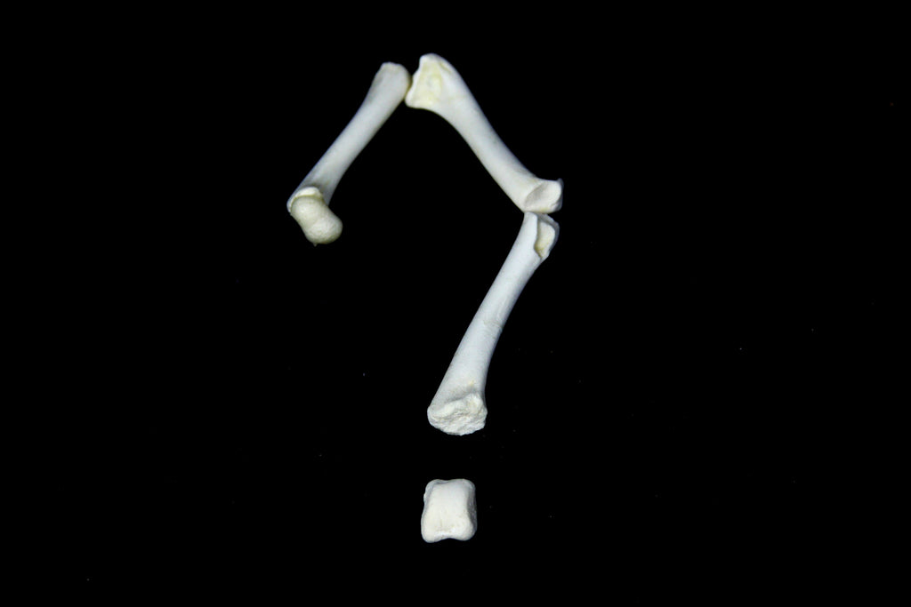 Reserved For coyotebones88 - Domestic Dog Skull Processing