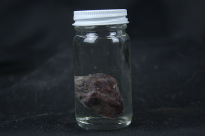 Opossum Heart Wet Specimen