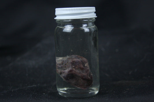 Opossum Heart Wet Specimen