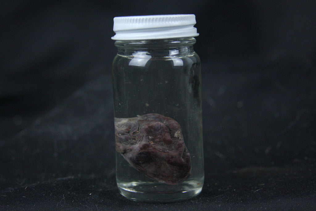 Opossum Heart Wet Specimen