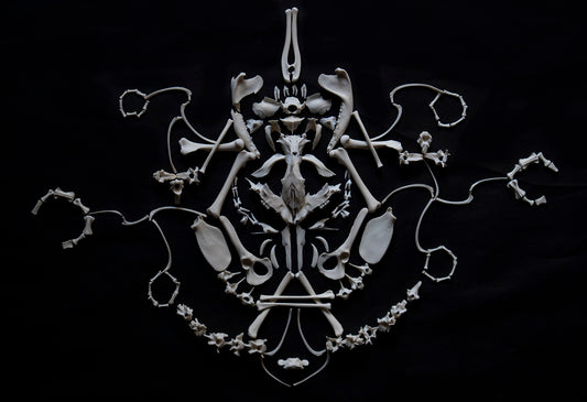 Craft Opossum Skeleton Lot