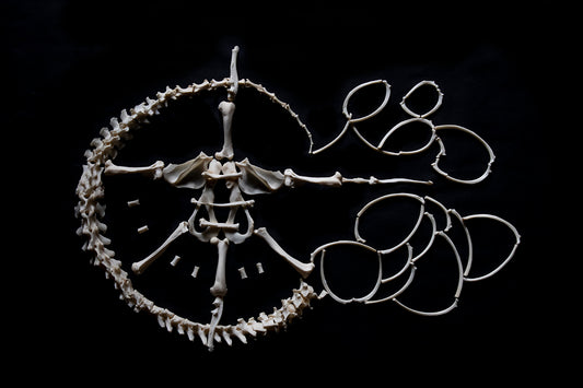 River Otter Skeleton Lot
