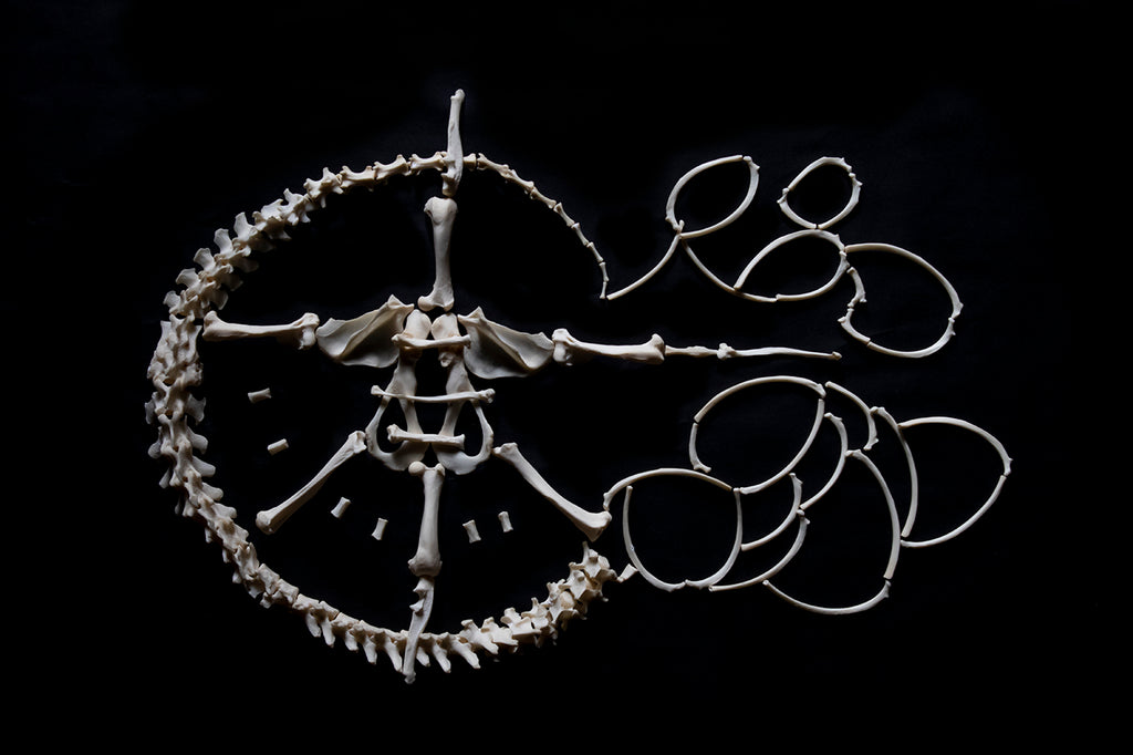 River Otter Skeleton Lot