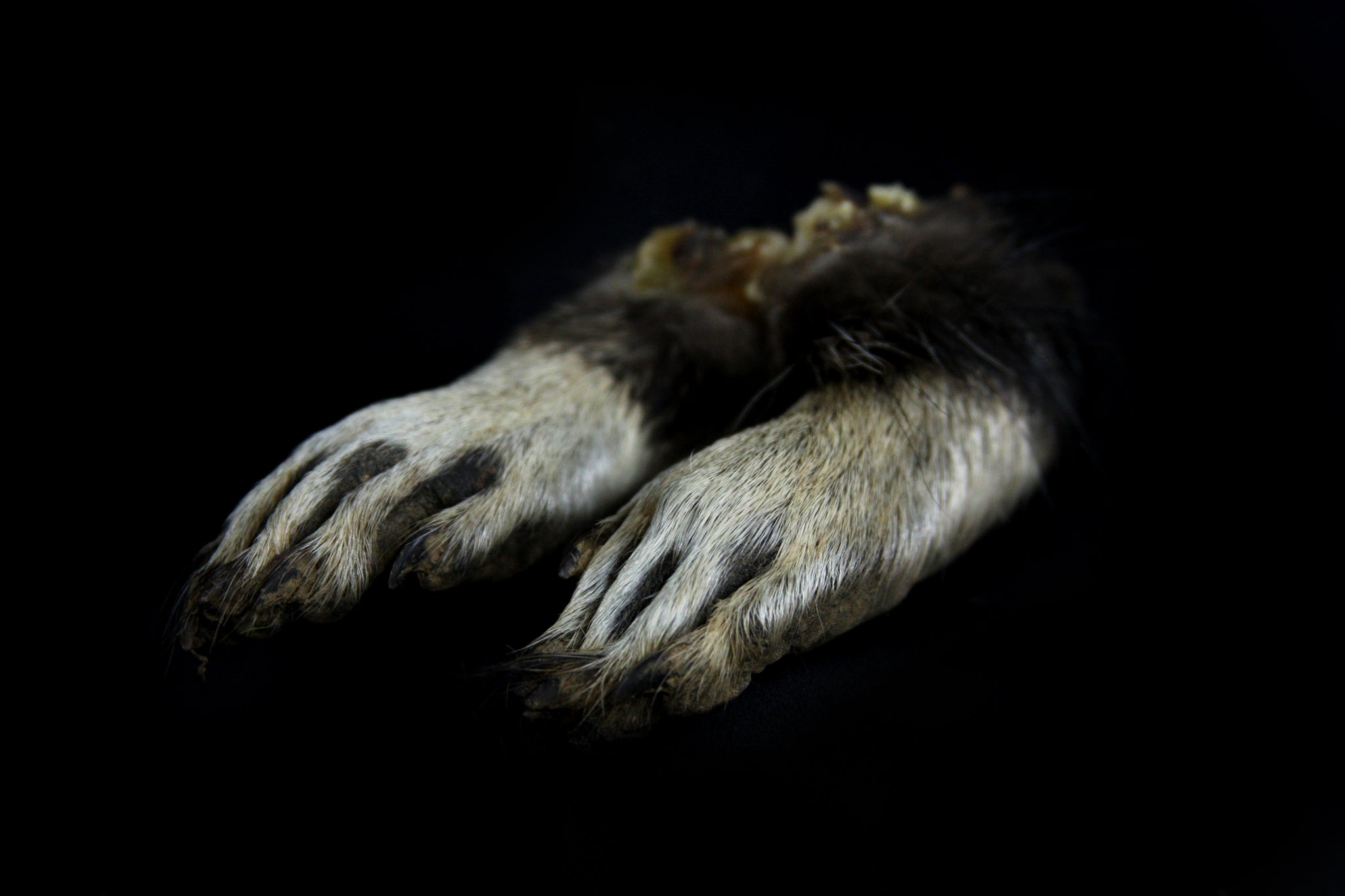 Raccoon Feet