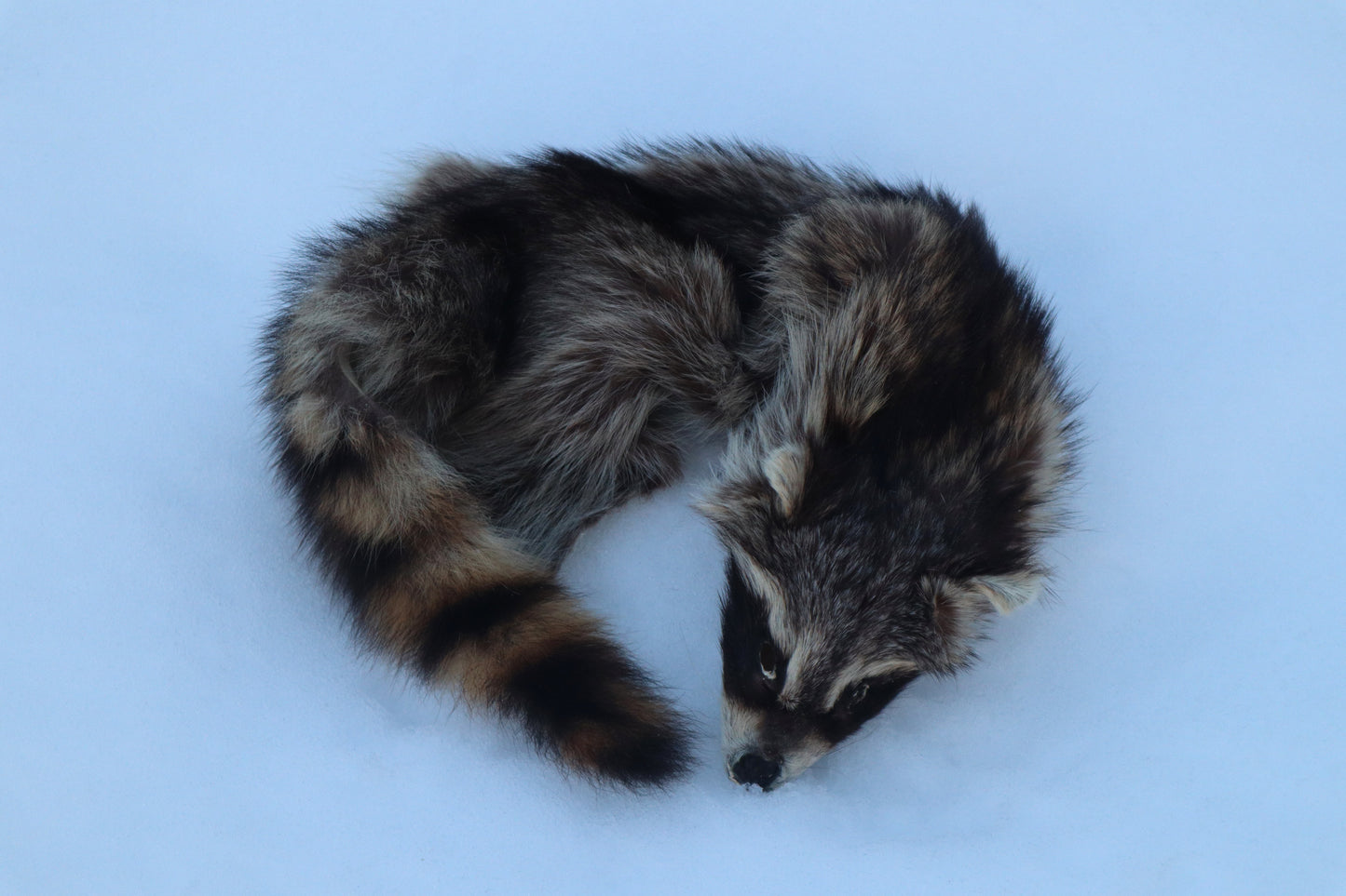 Raccoon Wall Hanger