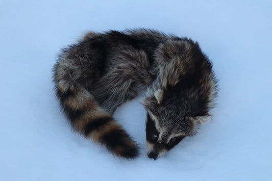Raccoon Wall Hanger