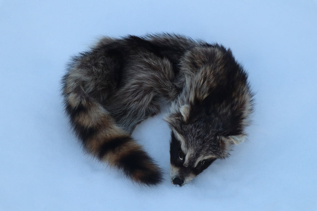 Raccoon Wall Hanger