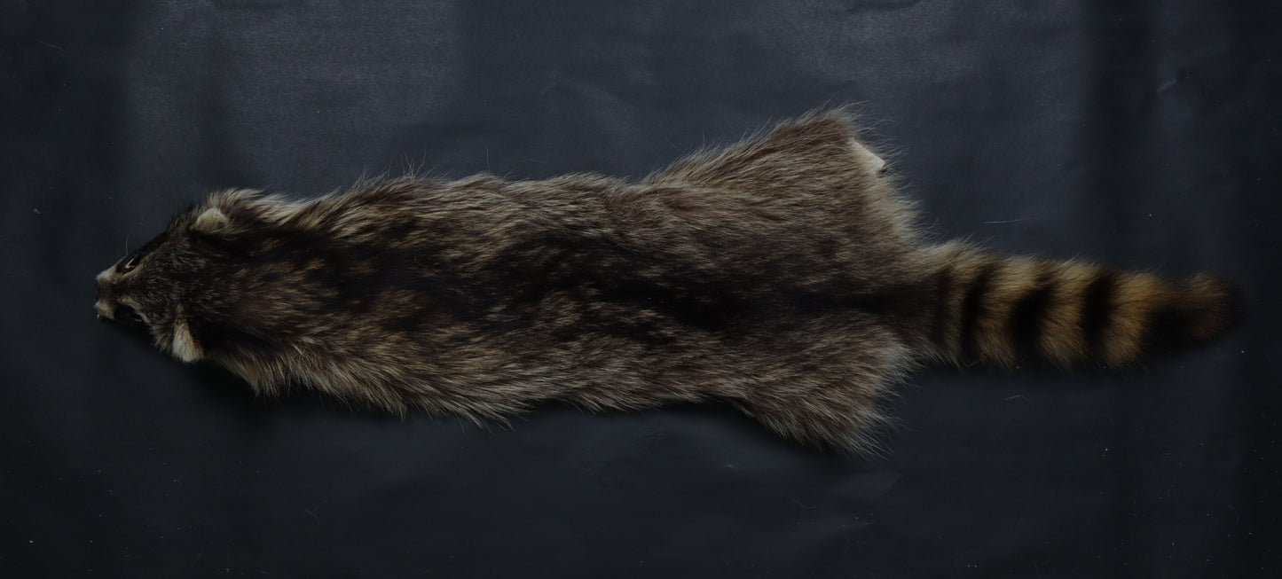 Raccoon Wall Hanger