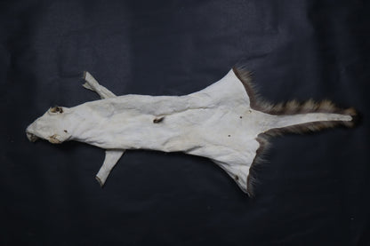 Raccoon Wall Hanger