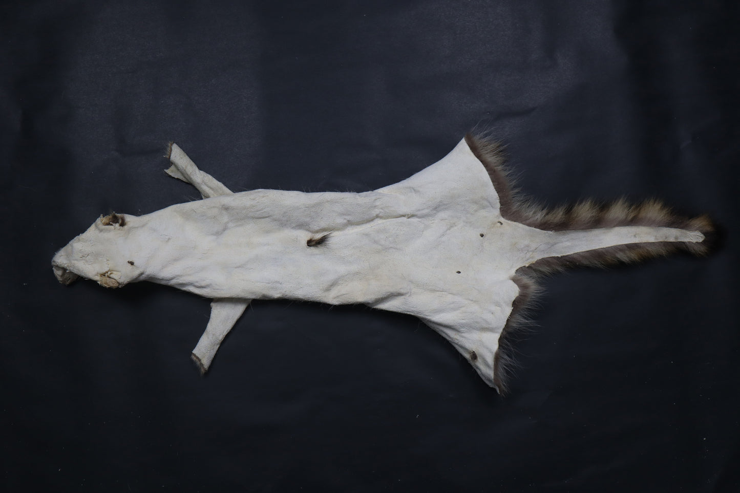 Raccoon Wall Hanger