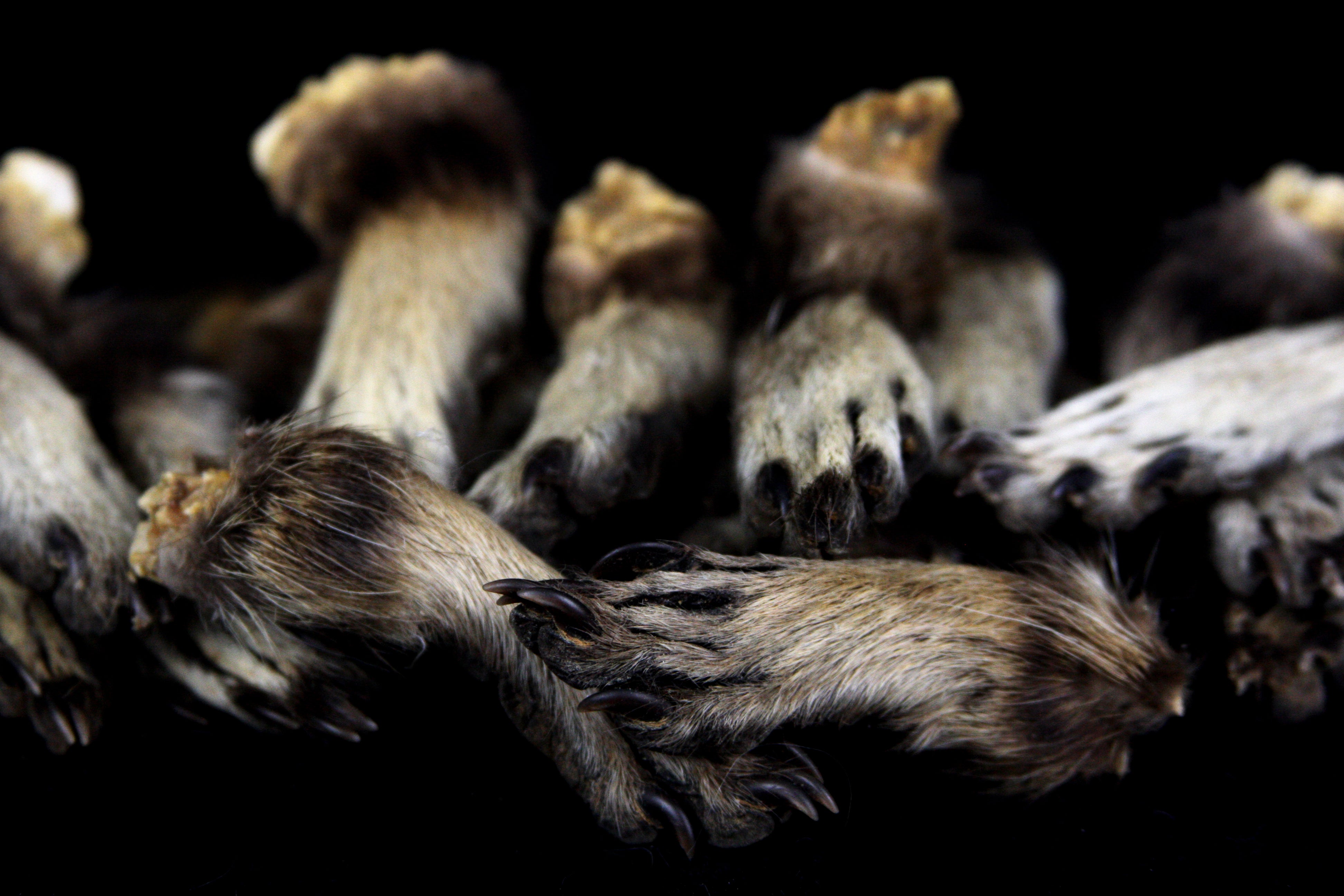 Raccoon Feet – Freyja's Forest