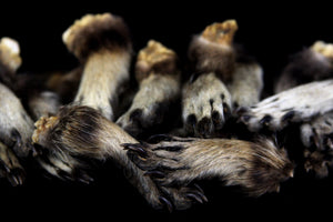 Raccoon Feet