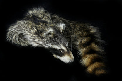 Raccoon Wall Hanger