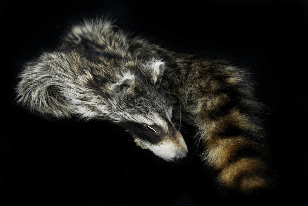Raccoon Wall Hanger
