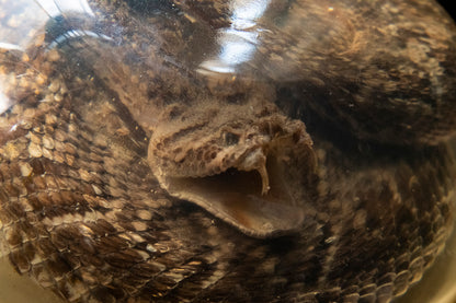Diamondback Rattlesnake Encased in Resin