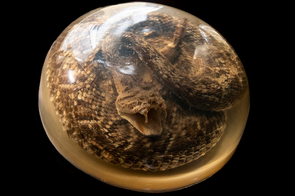 Diamondback Rattlesnake Encased in Resin