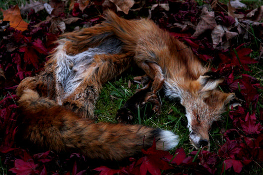 Lifesize Red Fox Wall Hanger
