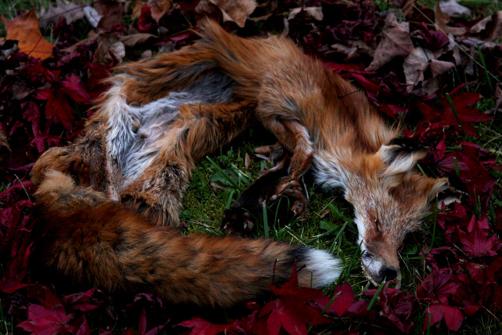 Lifesize Red Fox Wall Hanger