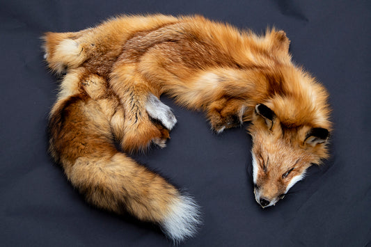Red Fox Wall Hanger