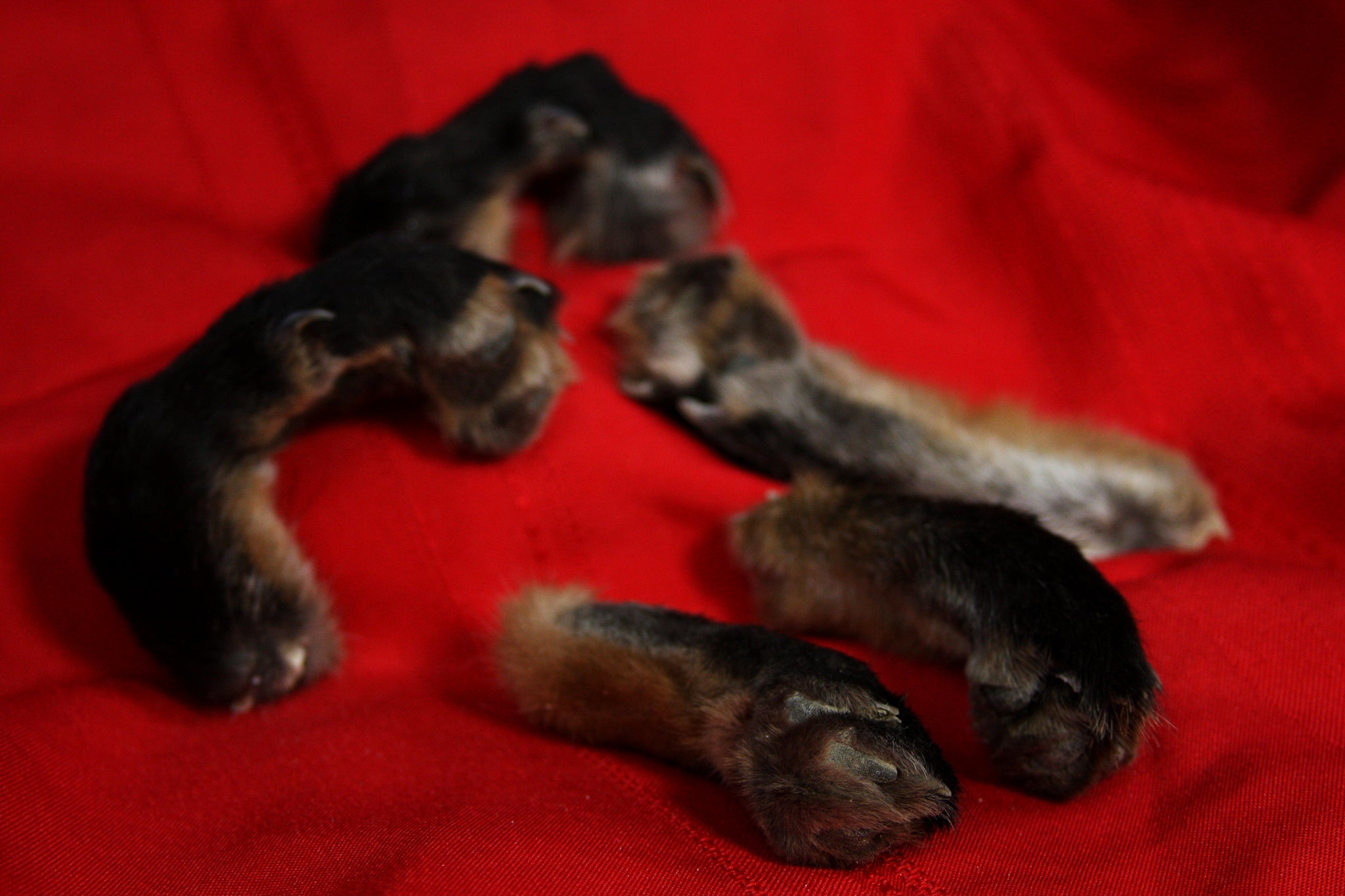Red Fox Paws