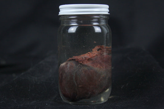Red Fox Heart Wet Specimen