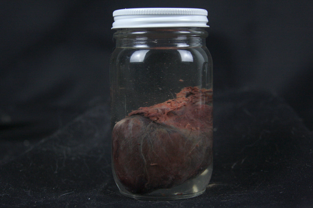 Red Fox Heart Wet Specimen